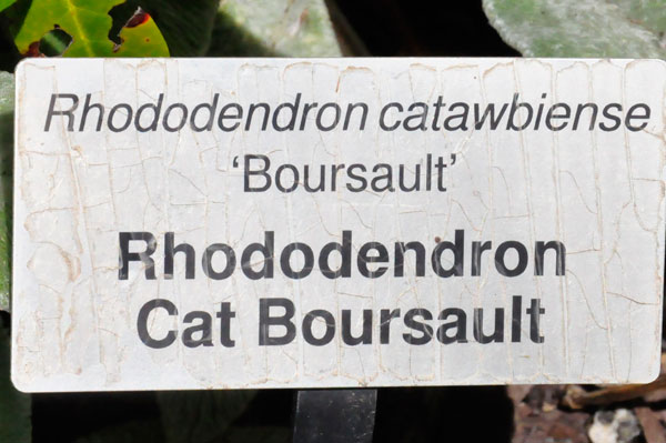Rhododendron Cat Boursault sign